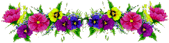 pansy