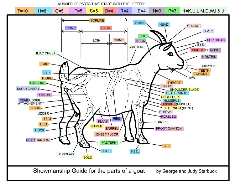 Fainting Goat Guild | FGG Goat Anatomy