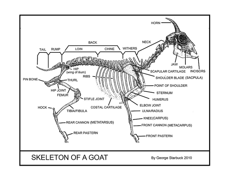 Parts Of A Goat Leg